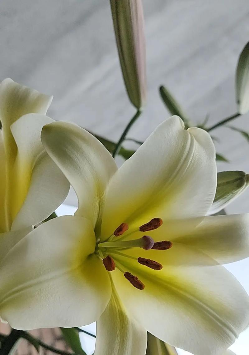 两朵百合花象征着什么？