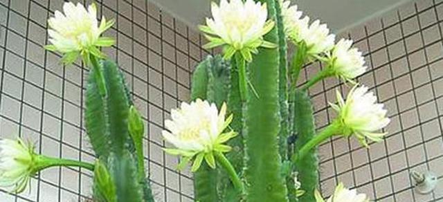 38根玫瑰花代表的寓意是什么？