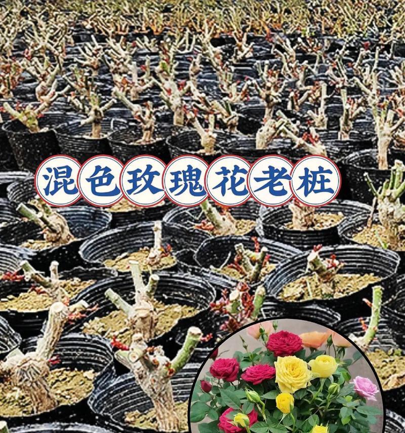 38根玫瑰花代表的寓意是什么？