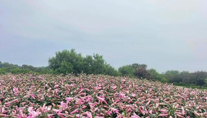 英歌石植物园的特色和游客体验如何？