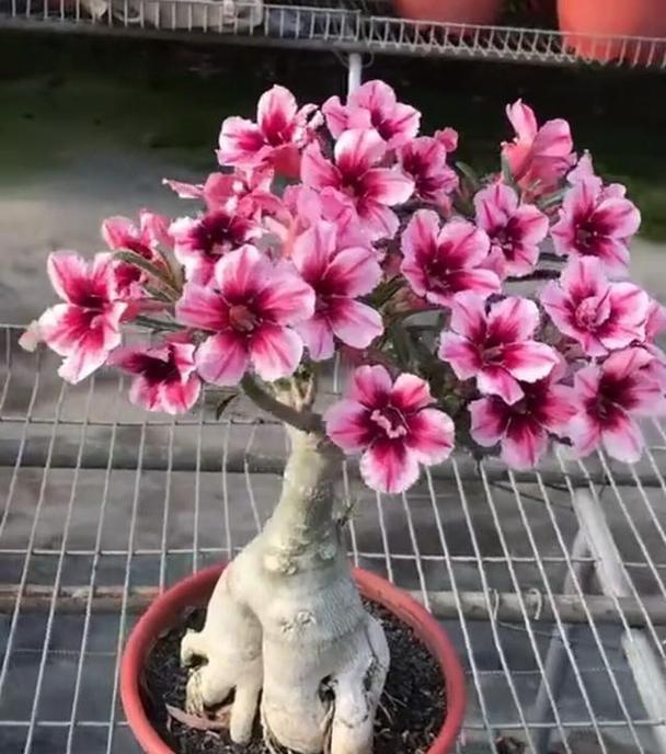 挖玫瑰花种菜有何含义？它象征着什么？
