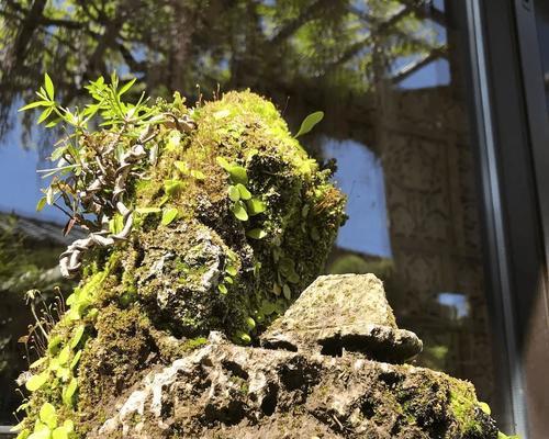 哪些植物适合固定在石头上生长？石头植物的养护要点是什么？