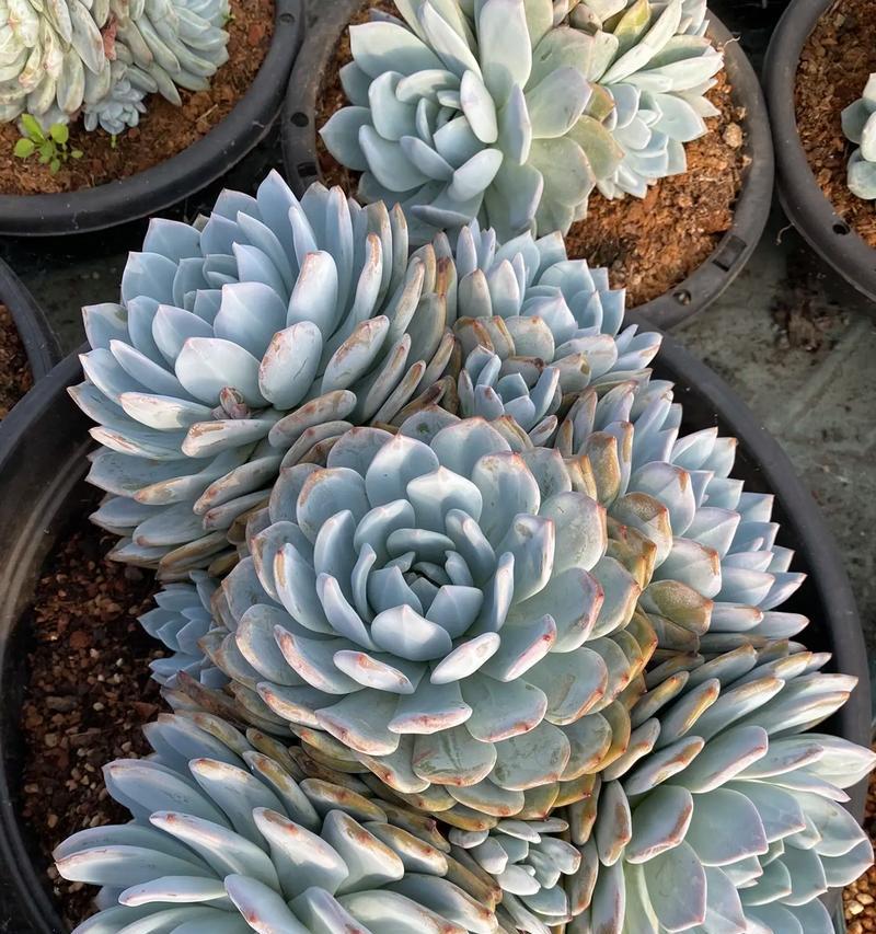 圆形扇形植物有哪些？如何选择和养护？