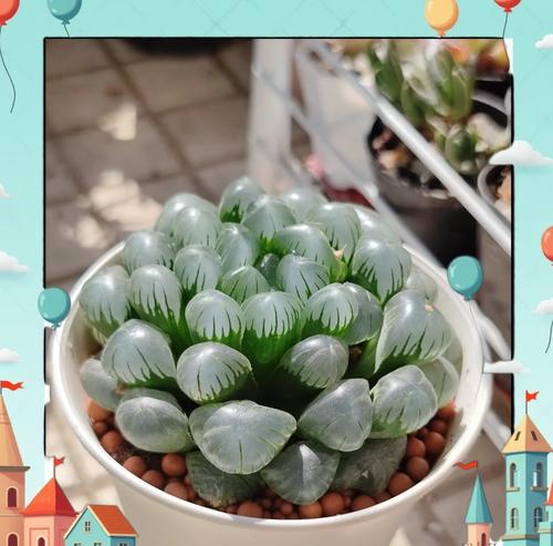 4级植物的养护方法是什么？如何正确养好4级植物？