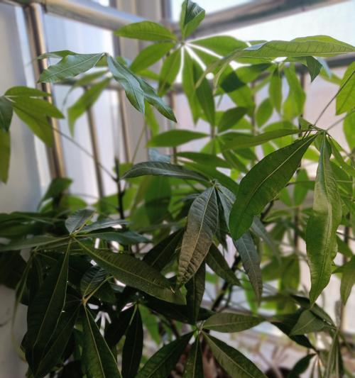 4级植物的养护方法是什么？如何正确养好4级植物？