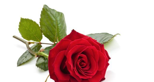 极光情侣红色玫瑰花的花语是什么？这种花代表了什么样的爱情？