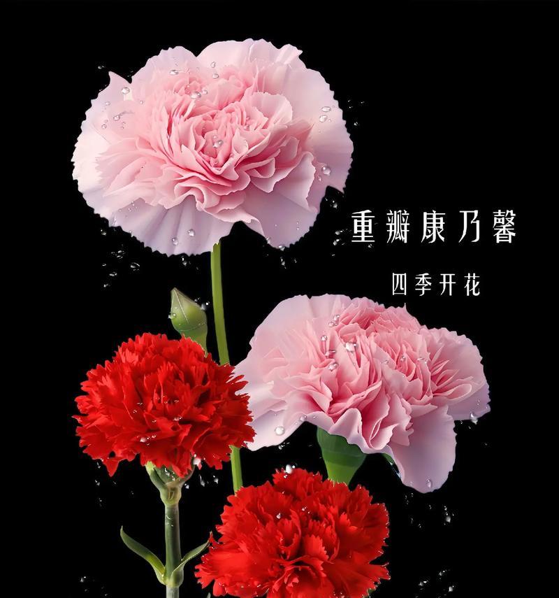 极光情侣红色玫瑰花的花语是什么？这种花代表了什么样的爱情？