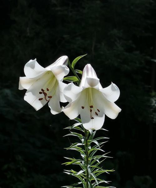 泸定百合的种植面积有多少亩？种植面积对产量有何影响？