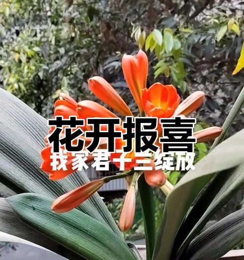 君子兰象征着哪些美好品质？