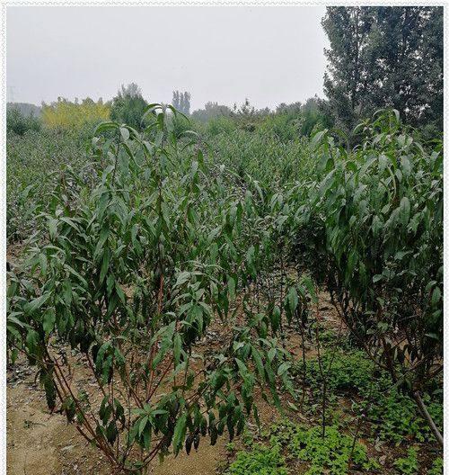 中油十八桃树露地管理方法是什么？如何确保其健康成长？