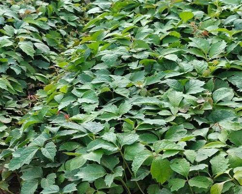 哪些植物适合攀爬在摇椅上？如何选择和养护？