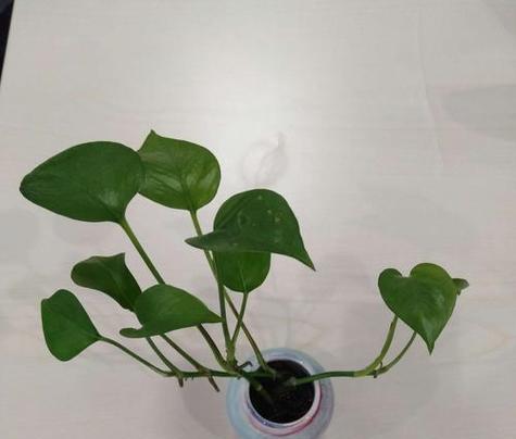 绿萝的花语代表什么？购买绿萝有哪些讲究？