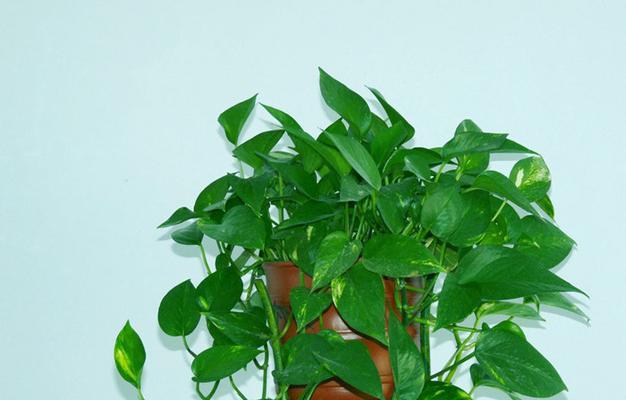 绿萝的花语代表什么？购买绿萝有哪些讲究？
