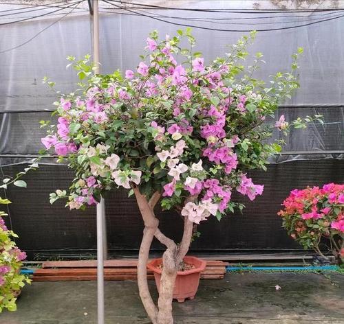 早春植物养护有哪些技巧？早春如何正确养植物？
