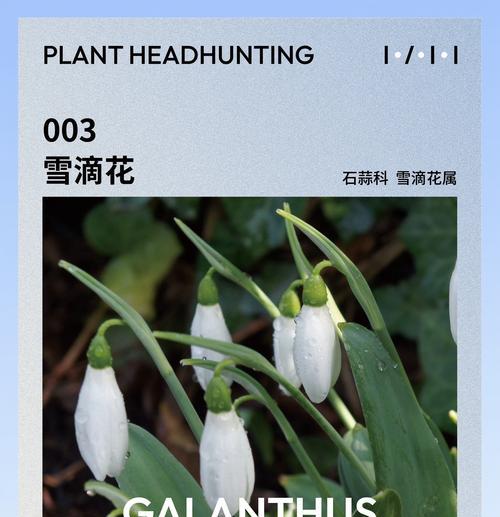 早春植物养护有哪些技巧？早春如何正确养植物？