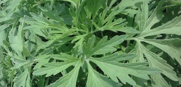 雷州常见的植物有哪些？这些植物在本地有何用途？