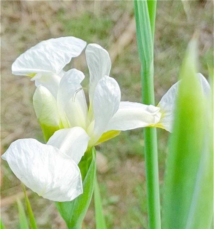 白色鸢尾花的花语是什么？白色鸢尾花象征着什么？