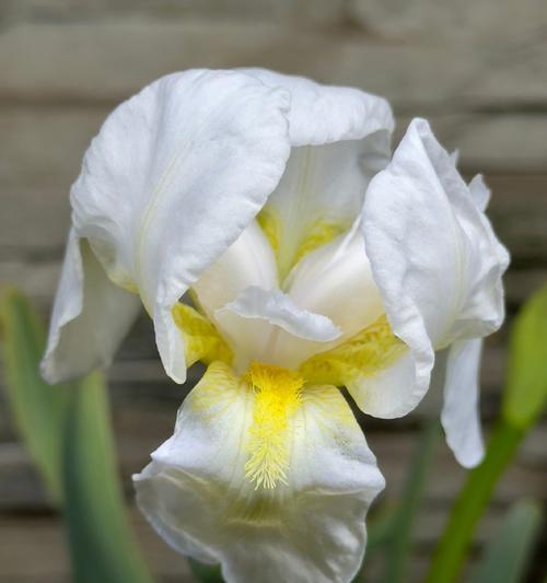 白色鸢尾花的花语是什么？白色鸢尾花象征着什么？