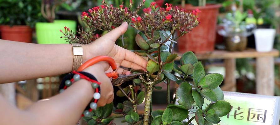 复色锦上添花花卉是什么？它的特点和养护方法是什么？