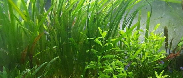 水草植物有哪些种类？它们在水族箱中的作用是什么？