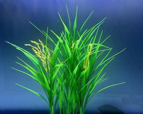 水草植物有哪些种类？它们在水族箱中的作用是什么？