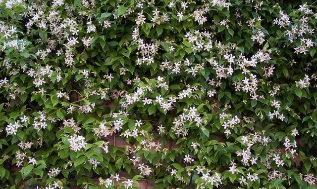 藤本花卉中哪些品种花量丰富？