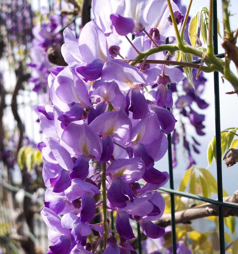 藤本花卉中哪些品种花量丰富？