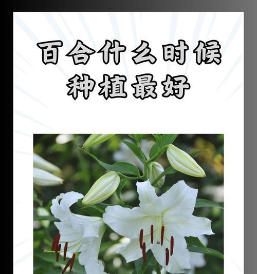 百合什么意思骂人的？百合花在负面语境中的含义是什么？