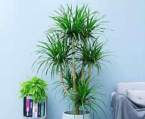 花坛覆地植物的养护要点是什么？如何选择合适的覆地植物？