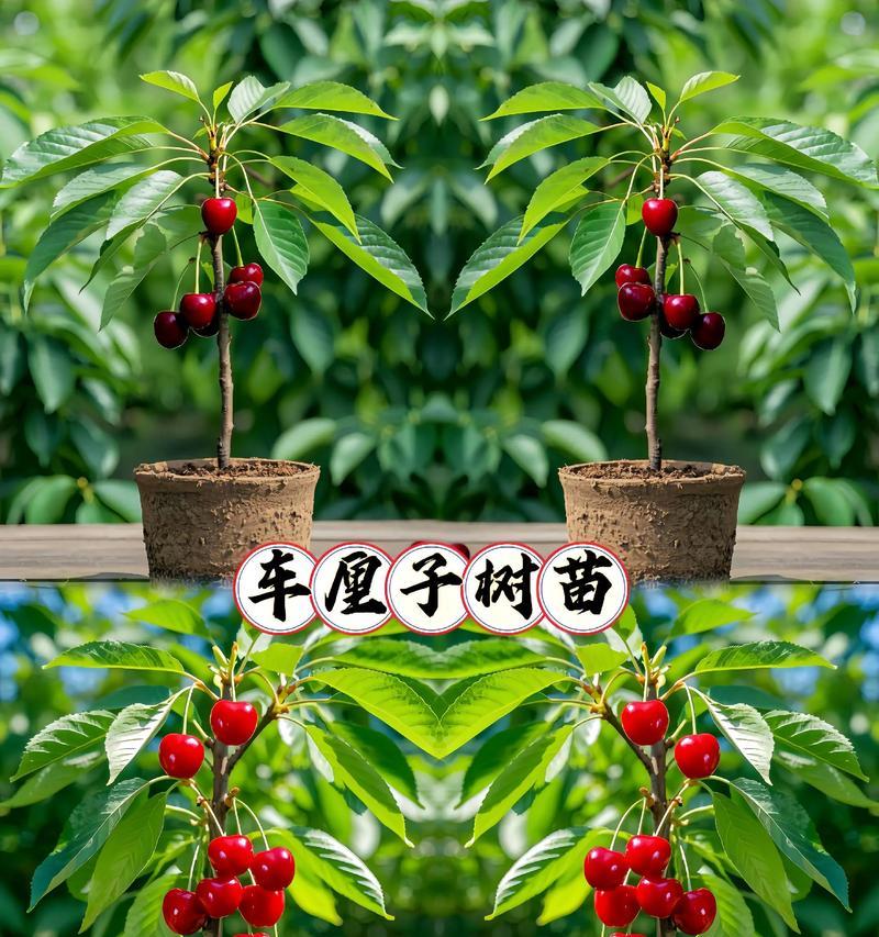 如何判断樱桃树苗是否适合种植？种植时需要注意什么？