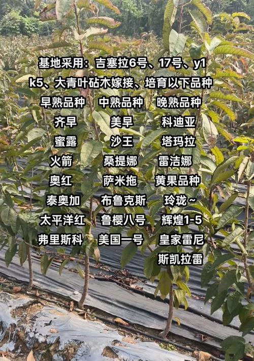 如何判断樱桃树苗是否适合种植？种植时需要注意什么？