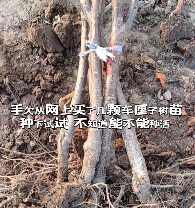 如何判断樱桃树苗是否适合种植？种植时需要注意什么？