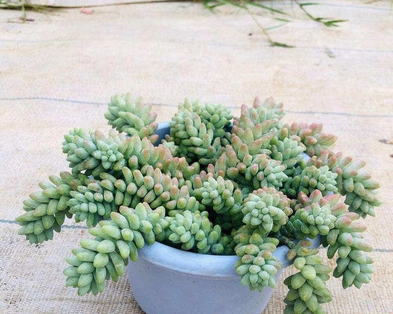 多肉植物玉坠怎么繁殖？繁殖过程中应注意什么？