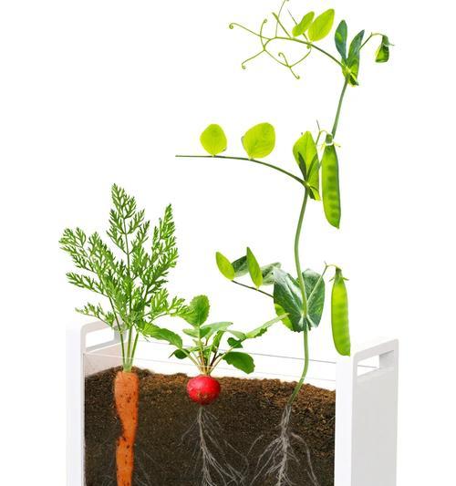 植物中隐藏了哪些秘密？如何发现它们的奥秘？