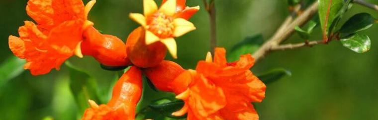 哪种花的花语象征团结？其寓意是什么？