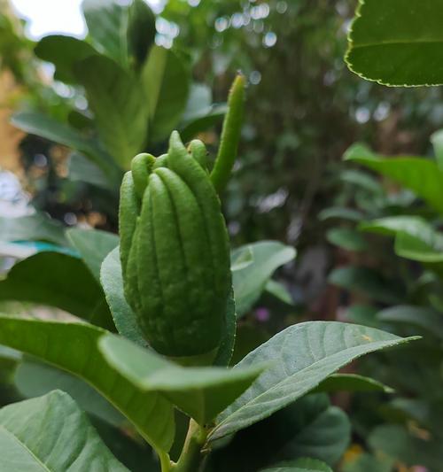 哪种花的花语象征团结？其寓意是什么？