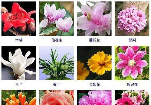 地主家的花卉叫什么？花卉的种类有哪些？