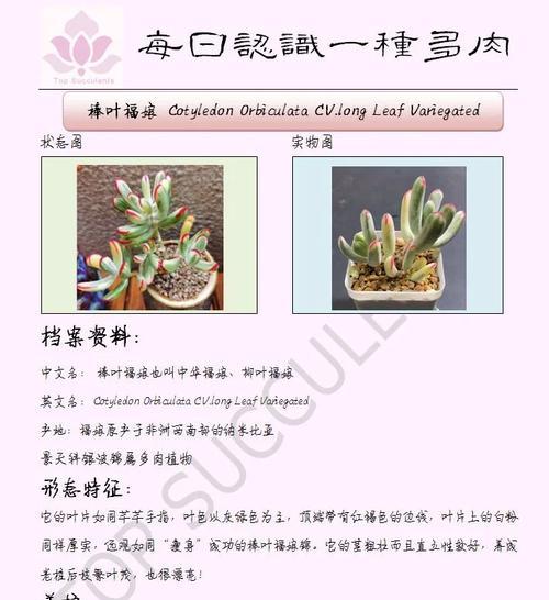 毛娘养什么植物？这些植物的养护要点是什么？