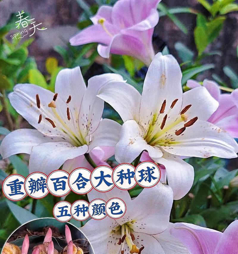 结婚送百合花什么颜色好？不同颜色百合花的含义是什么？