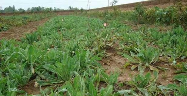 板蓝根植物的外观特征是什么？如何区分板蓝根与其他植物？