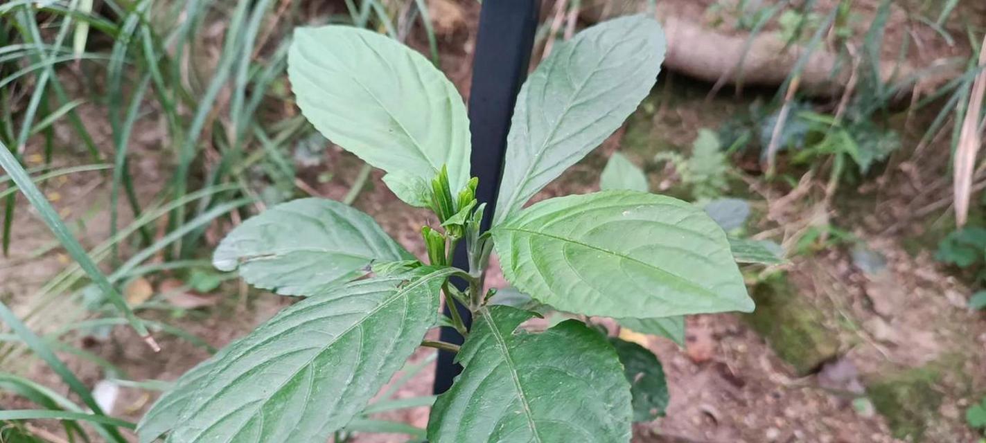 板蓝根植物的外观特征是什么？如何区分板蓝根与其他植物？