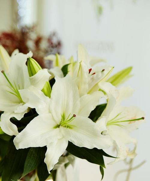 结婚送百合花什么颜色好？不同颜色百合花的含义是什么？