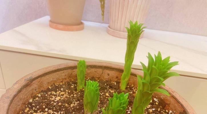 野生百合球茎怎么种植？种植步骤和注意事项是什么？