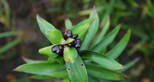 野生百合球茎怎么种植？种植步骤和注意事项是什么？