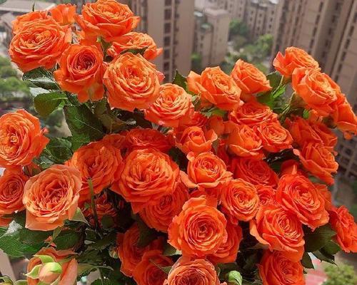 养不出娇贵的玫瑰花代表什么？