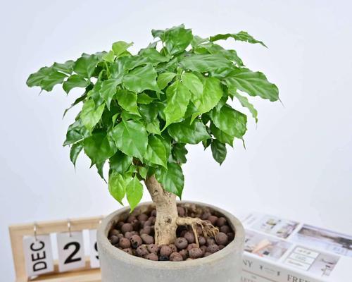绿宝大棵盆栽的养护技巧是什么？如何保持其健康生长？