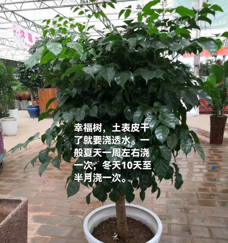 绿宝大棵盆栽的养护技巧是什么？如何保持其健康生长？