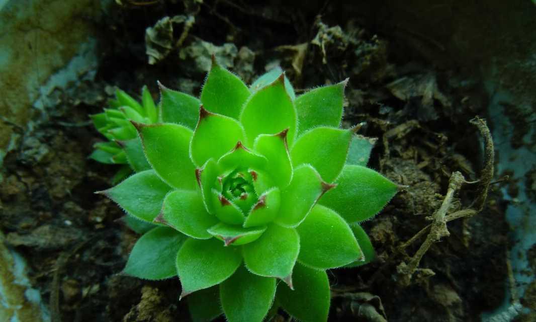 一种植物能代表什么意义？这种象征通常用于什么场合？