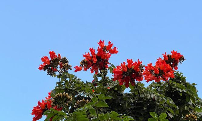 皇宫中常见的植物种类有哪些？它们的养护技巧是什么？