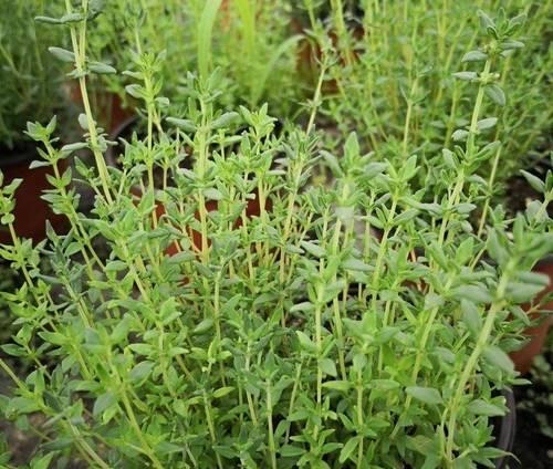 皇宫中常见的植物种类有哪些？它们的养护技巧是什么？